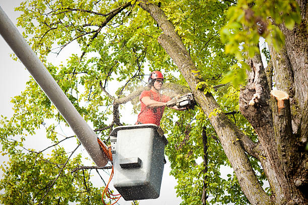 Best Palm Tree Trimming  in Forks, WA